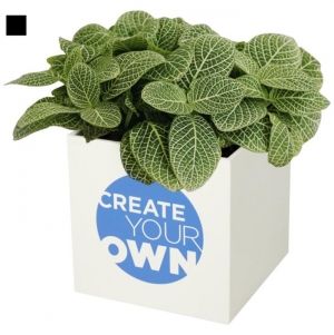 Vaso de alumnio com planta, cato 'Hey Pots'